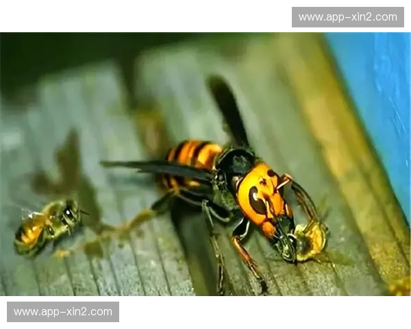 巅峰对决：日蜂vs黄蜂，谁才是真正统治效率荒野的“孤傲刺客”？